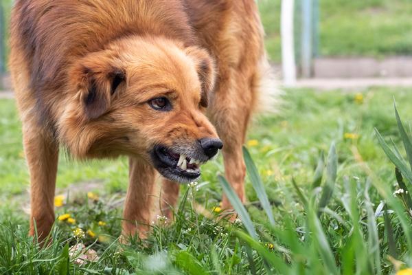 Dog Bite Injuries